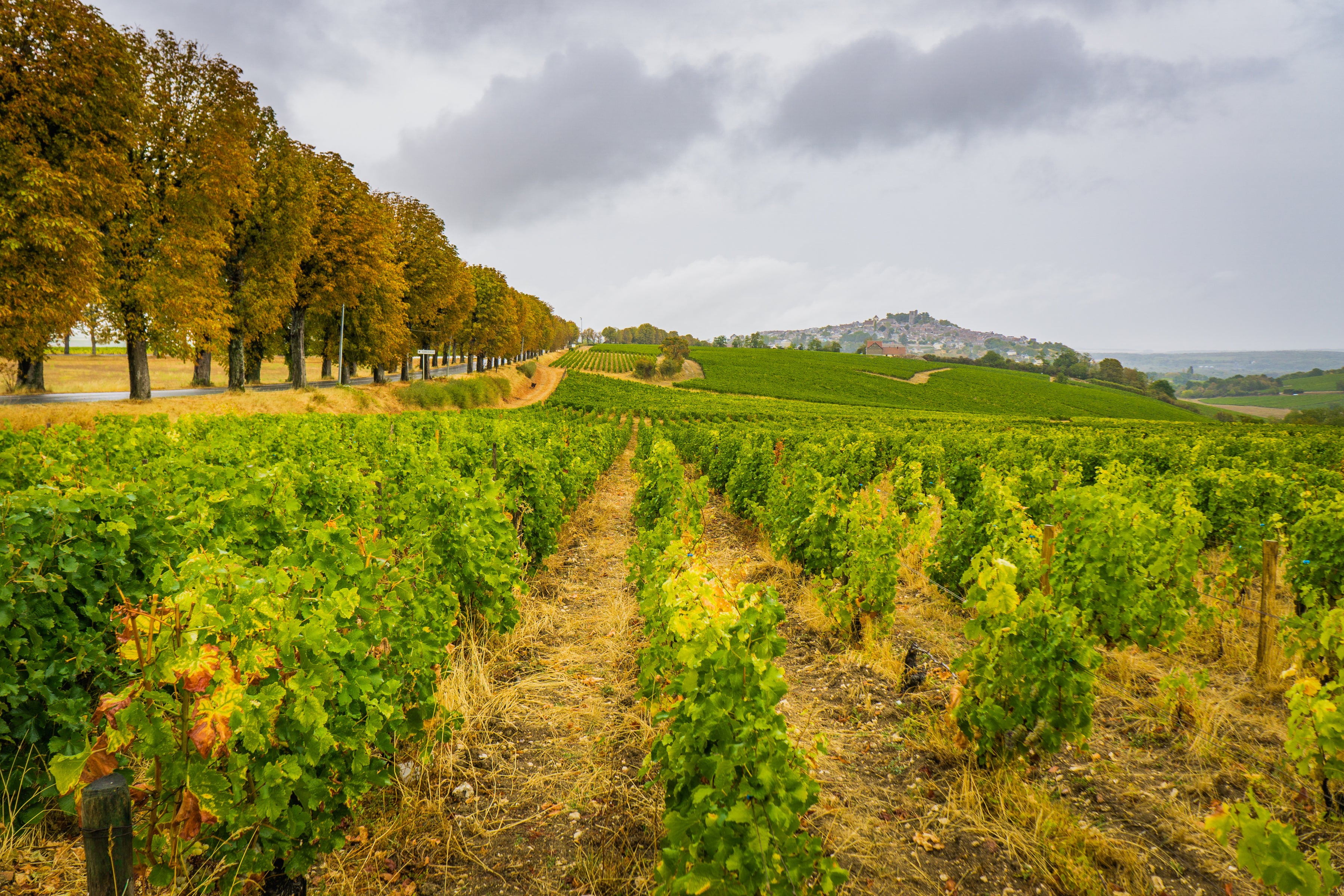 What exactly IS Sancerre? — Bogey's Bottled Goods