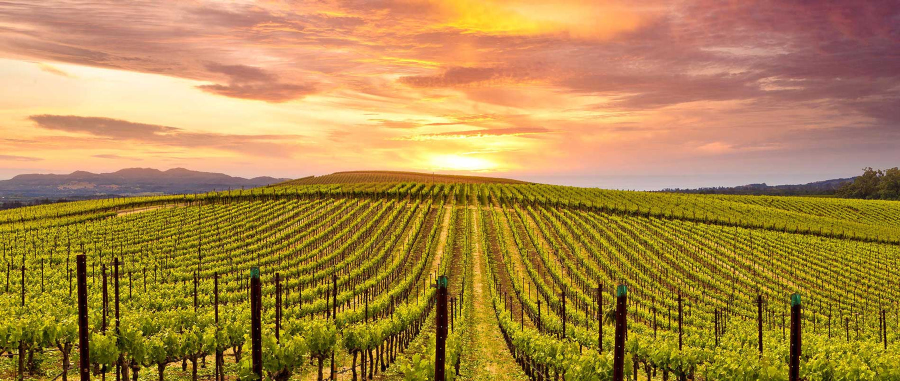 Top 5 Long Island Wines for California Wine Drinkers