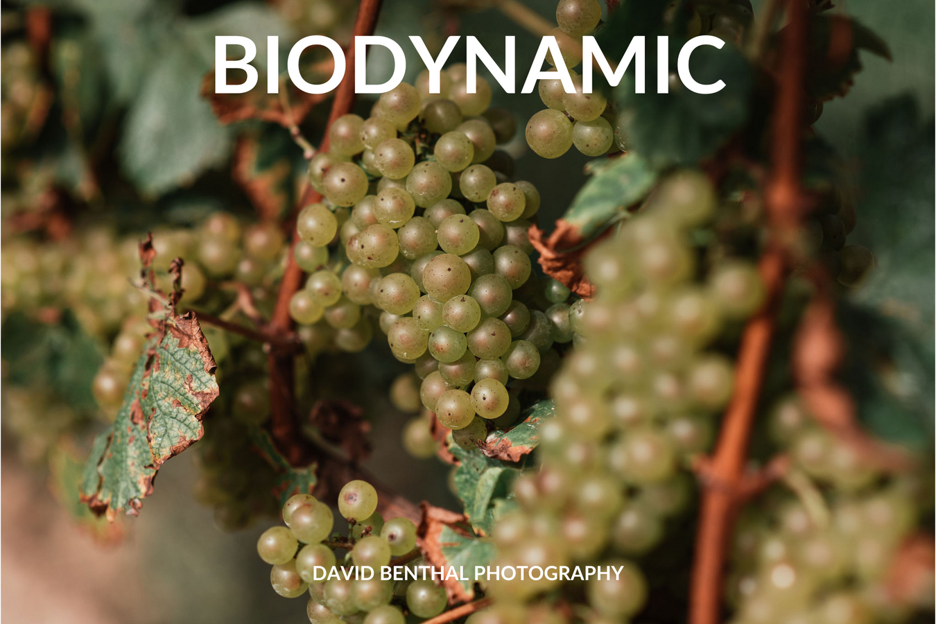 Wine and Spirits - Biodynamic